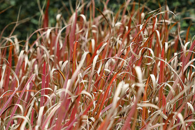 Full frame shot of plants on field