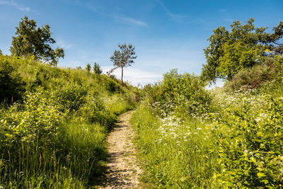 Trail amidst trees on field against sky