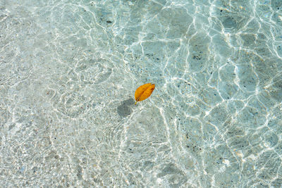 Dry leaf floating on clear sea water abstract