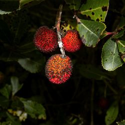 Close-up of berries growing on tree