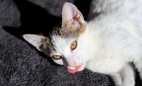 Close-up portrait of a cat