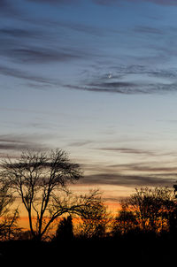 Silhouette of trees on field at sunset