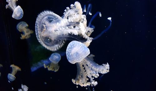 Close-up of underwater