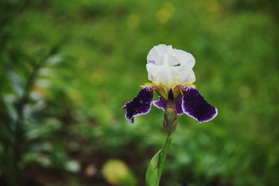 Close-up of purple flowering plant