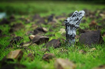 Close-up of mushroom on field