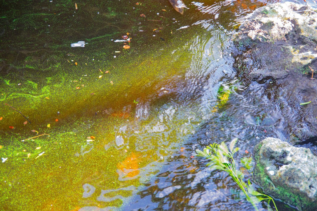 HIGH ANGLE VIEW OF A DUCK