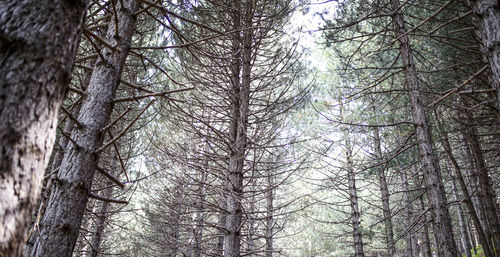 Low angle view of trees in forest