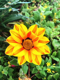 Close-up of yellow flower