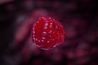 Close-up of strawberry over water