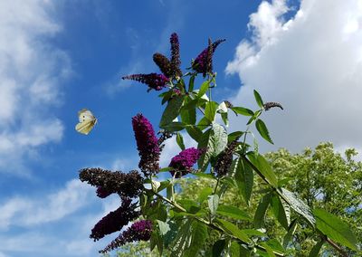 Low angle view of flowering plant against sky