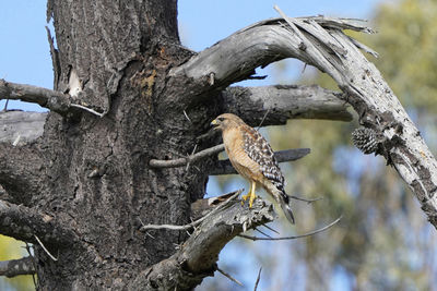 Low angle view of a bird perching on tree