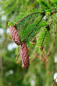 Close-up of caterpillar on tree