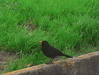 Bird perching on field