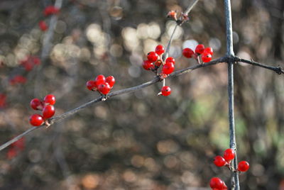 Red berries growing on tree