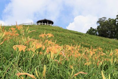 Scenic view of flowering plants on land against sky