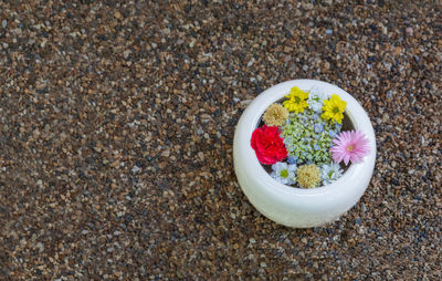 High angle view of succulent plant in bowl