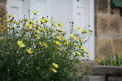 Close-up of yellow flowers