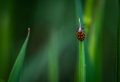 Close-up of butterfly on grass