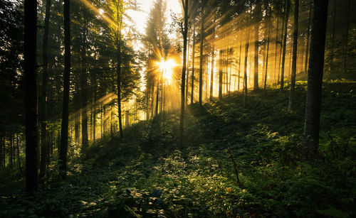 Trees in forest