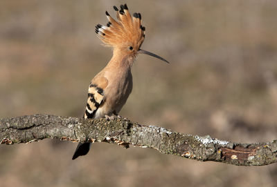 Close-up of bird perching on branch