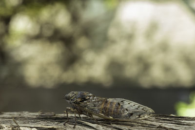Close-up of insect on rock