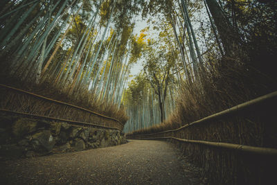 Walkway amidst trees in forest