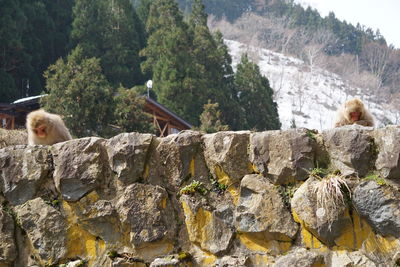 Monkeys on rock against trees