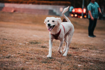 Portrait of dog running outdoors