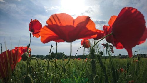 Close-up of red poppy flowers on field against sky