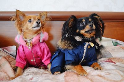 Close-up of dogs looking away