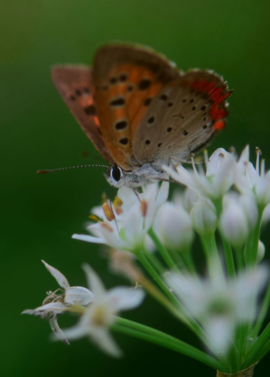 BUTTERFLY POLLINATING ON FLOWER