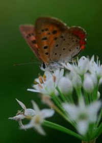 Close-up of butterfly pollinating on flower