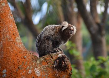 Tamarin monkey sitting on branch in forest