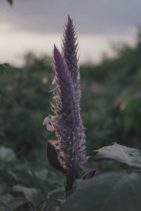 Close-up of purple flowering plant on field