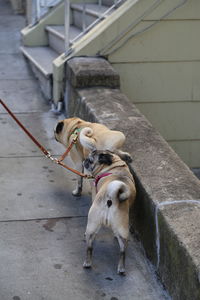 High angle view of dog urinating on street