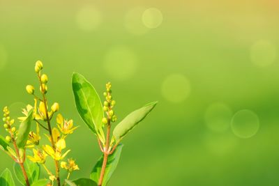 Close-up of yellow flowers blooming outdoors