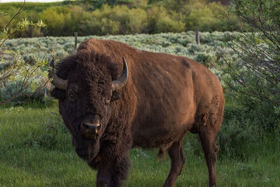 American bison standing on grass