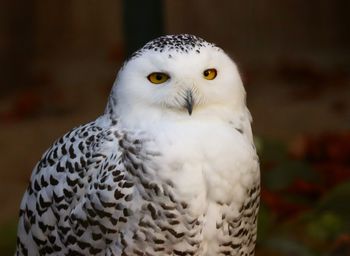 Close-up portrait of owl