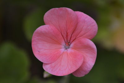 Close-up of pink flower