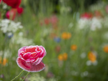 Close-up of pink rose