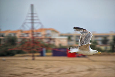 Seagull flying against the sky