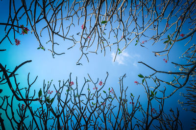 Low angle view of tree against clear blue sky