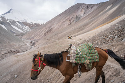 Horses on mountain