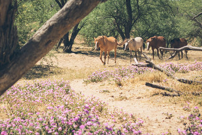 View of horses on field