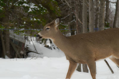 Deer in snow covered land