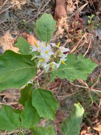 High angle view of insect on plant