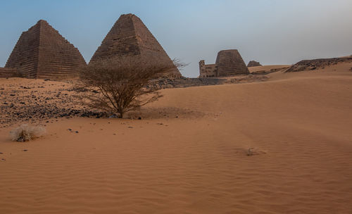 Meroe, sudan, february 10., 2019, pyramids of meroe, sudan, behind an acacia shrub