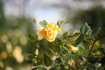 Close-up of yellow flowering plant