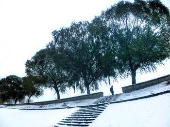 Low angle view of trees