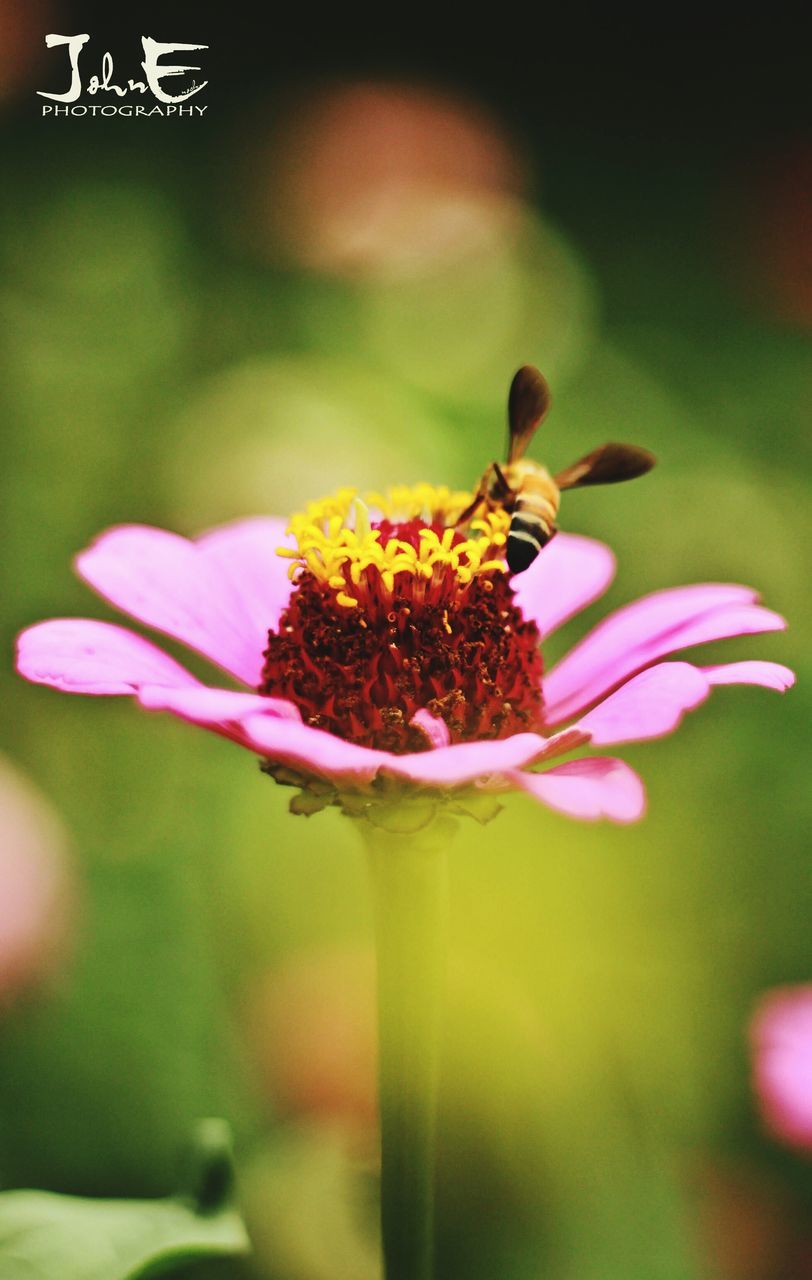 flower, freshness, insect, petal, animal themes, one animal, fragility, animals in the wild, flower head, pollination, wildlife, growth, close-up, beauty in nature, bee, focus on foreground, nature, pollen, symbiotic relationship, plant